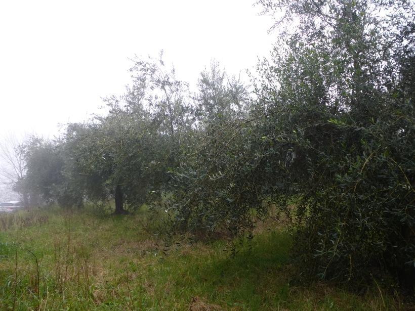 B&B A Casa Di Mael San Costanzo エクステリア 写真